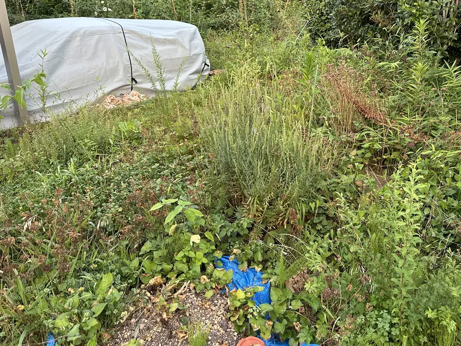 作業前。長く手が入っていなかったお庭。腰の高さまで雑草が茂り、地面も植木の根元も見えない状態